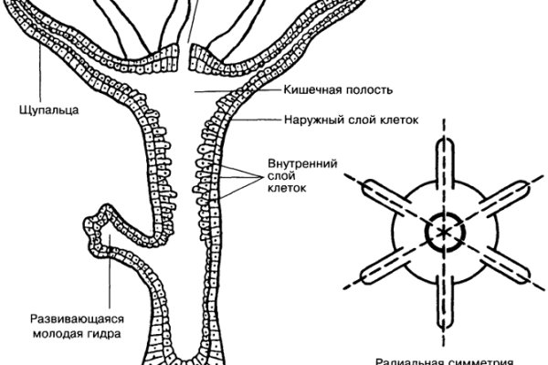 Кракен сайт нарк